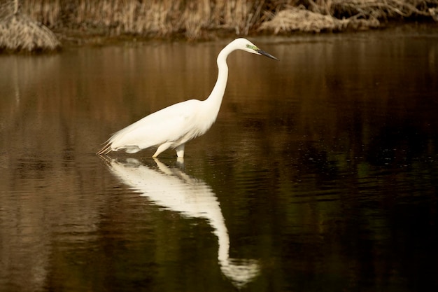 Grande aigrette en plumage nuptial dans une zone humide du centre de l'Espagne