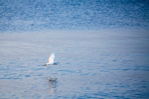 Grande aigrette en vol au dessus du lac côtier