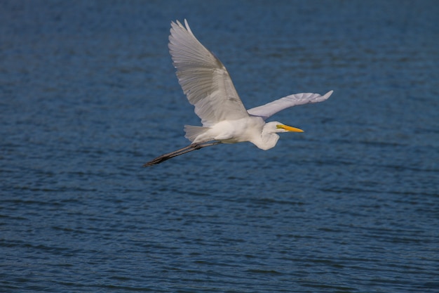 Grande Aigrette volant dans la nature