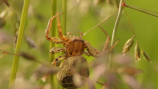 Grande araignée brune sur l'herbe des champs, image de mise au point sélective