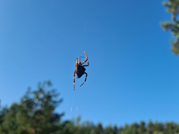 La grande araignée croisée Araneus est suspendue dans l'air sur le web en gros plan sur fond de ciel bleu et d'arbres en gros plan