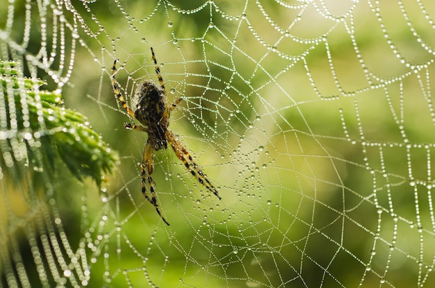 Grande araignée dans la toile avec des gouttes de rosée, fond animal naturel