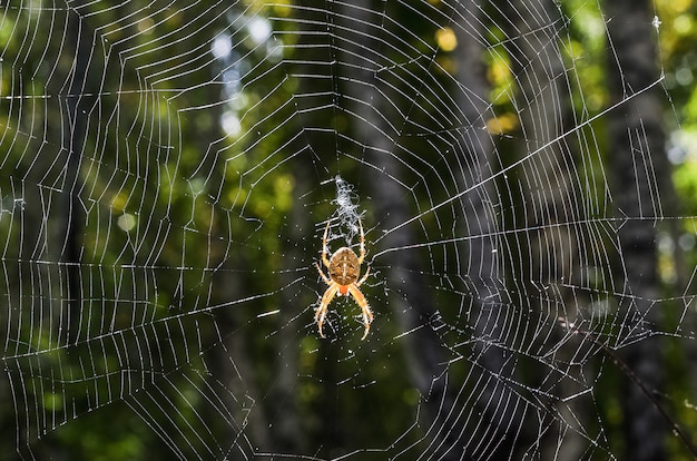 Une grande araignée avec un motif sur une toile dans la forêt. Halloween, un virus sur Internet.