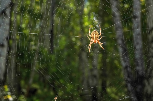 Photo une grande araignée avec un motif sur une toile lumineuse dans la forêt. surface d'halloween, virus sur internet