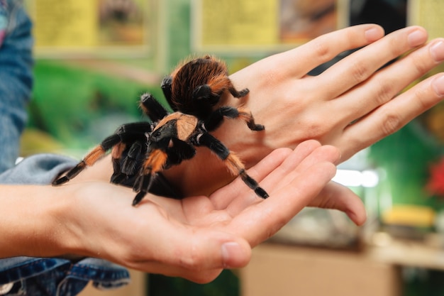 Une grande araignée tarentule est assise sur le bras.