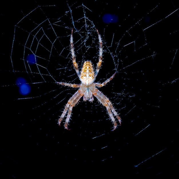 Grande araignée sur le web la nuit