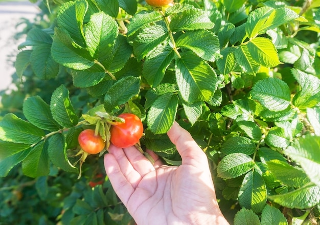 Grande arpenteuse orange sur un buisson vert