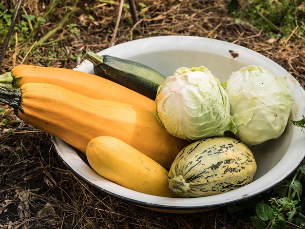 Grande assiette avec des légumes biologiques frais Courgettes et choux de la récolte d'automne