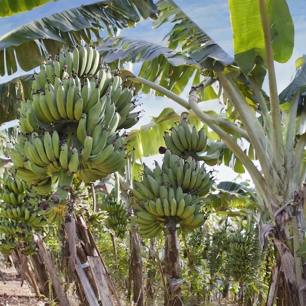 Grande bananeraie agricole et horticulture fruitière