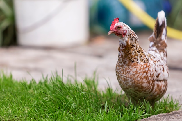 Grande belle belle poule blanche et brune se nourrissant à l'extérieur dans l'herbe fraîche verte sur une journée ensoleillée