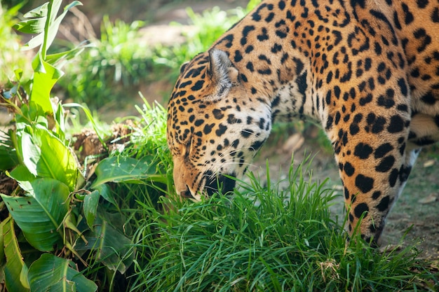 Grande belle jaguar à l'état sauvage