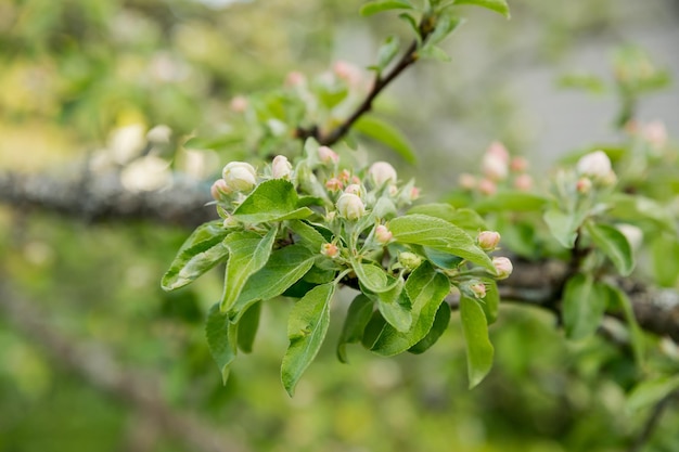 Grande branche avec des fleurs de pommier blanc et rose en pleine floraison dans un jardin par une journée de printemps ensoleillée