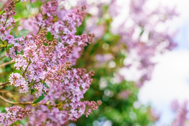 Grande branche de lilas en fleurs fleurs lumineuses buisson lilas printemps lilas bleu printemps