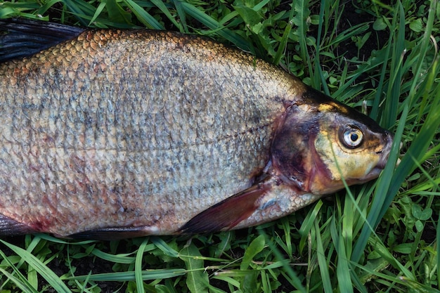 Grande brème fraîche Poisson de rivière fraîchement pêché Grand gros plan de poisson savoureux