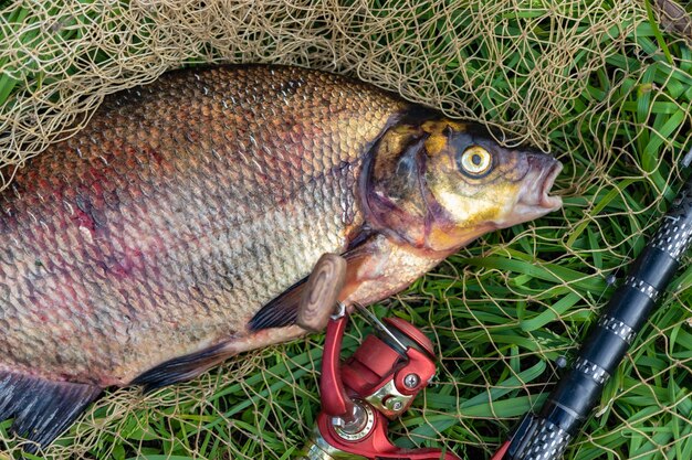 Grande brème fraîche Poissons de rivière fraîchement pêchés Gros poisson savoureux libre Pêche pour la filature et la pêche sportive