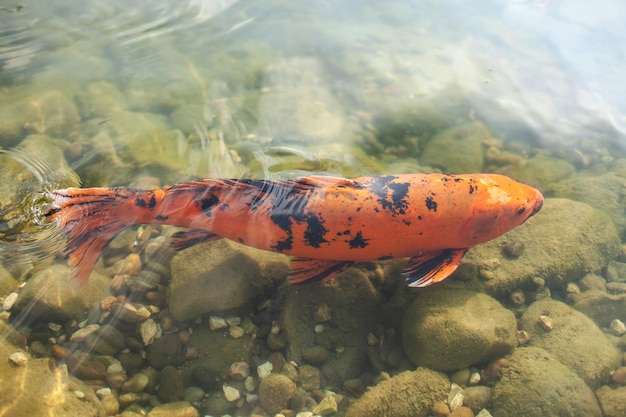 Grande carpe asiatique orange dans l'eau claire