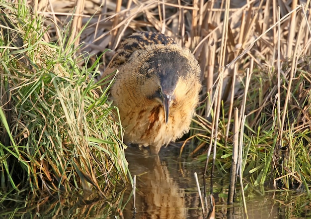 Grande chasse au butor dans une eau.