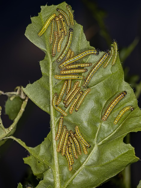 Grande chenille de papillon blanc du sud