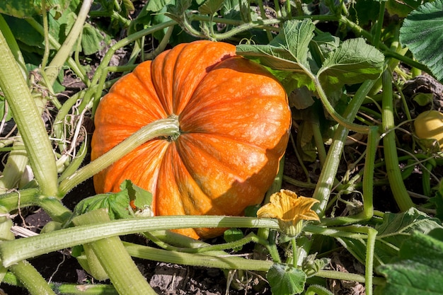 Une grande citrouille a poussé dans le potager dans le jardin Gros plan de légumes