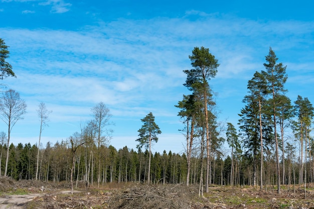 Une grande clairière avec des souches après déforestation sur fond de beau ciel bleu La déforestation en grande quantité est nocive pour l'environnement La forêt est le poumon de la planète