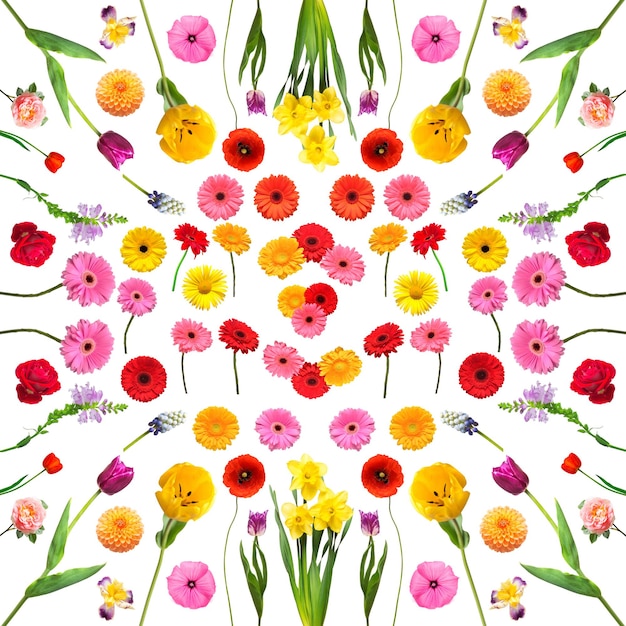 Grande collection set fleurs isolées sur fond blanc composition de la flore rose tulipe gerbera muscari dahlia narcisse marguerite mauve printemps concept plat poser vue de dessus