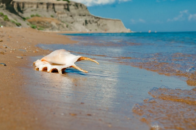 Une grande coquille sur le sable au bord de l'océan.