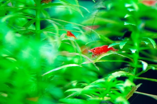 Grande crevette naine rouge ou cerise avec fond vert dans un aquarium d'eau douce.