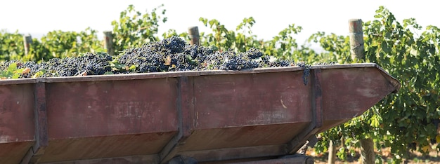 Une grande cuve de stockage pleine de raisins pour le pressurage. Ancienne technique traditionnelle de vinification.
