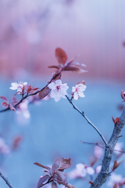 Photo grande espèce de cerisier en fleurs le soir