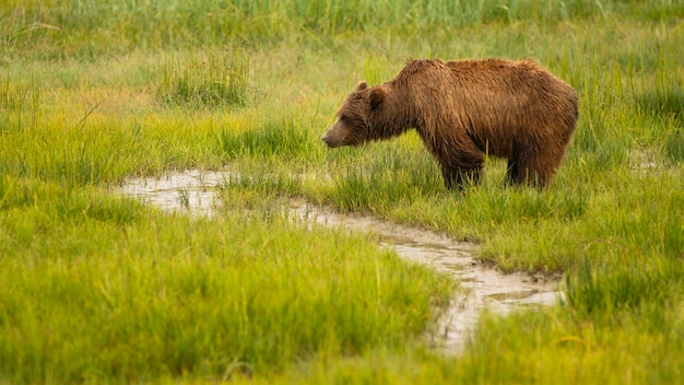 La grande femelle Grizzly Bear s'arrête tout en prenant un verre du ruisseau