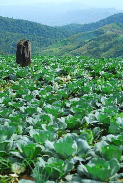 Grande ferme de choux sur la montagne et le ciel