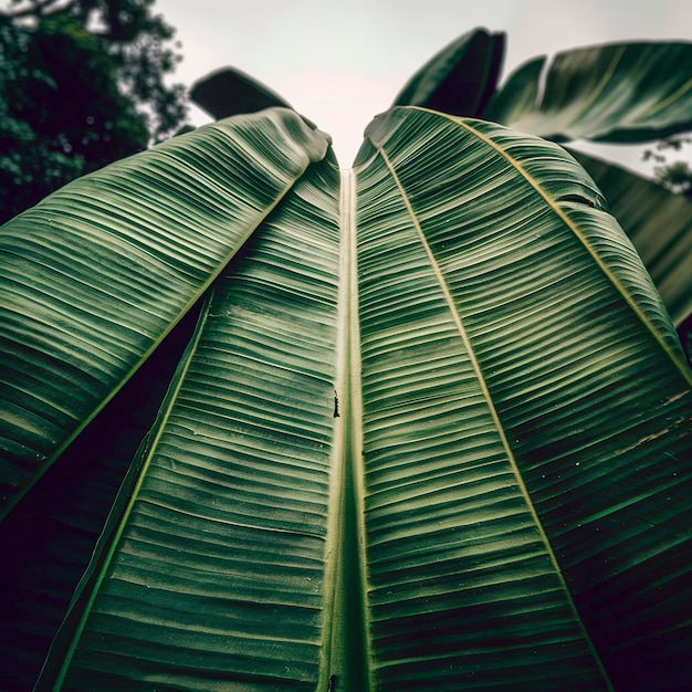 Une grande feuille de banane