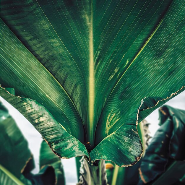 Une grande feuille de banane