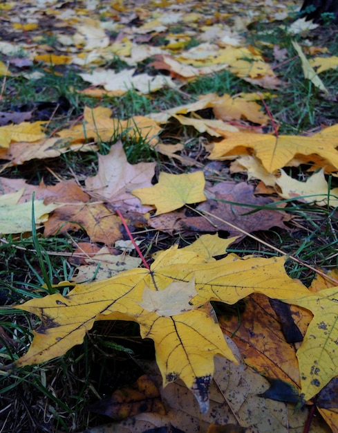 Une grande feuille d'érable sur un sol parsemé de feuilles mortes dans un parc en automne