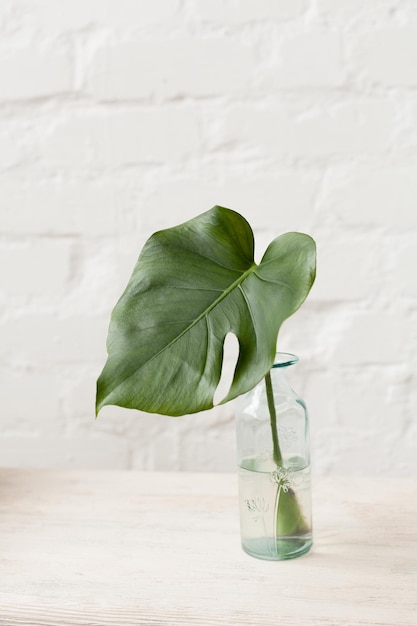 Grande feuille de monstera succulente dans une bouteille en verre sur un banc en bois blanc dans une chambre de style scandinave