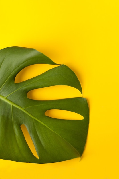 Grande feuille de monstera verte sur papier jaune. Palette de feuilles vertes et tropicales monstera dans le style beaux-arts. fond jaune.