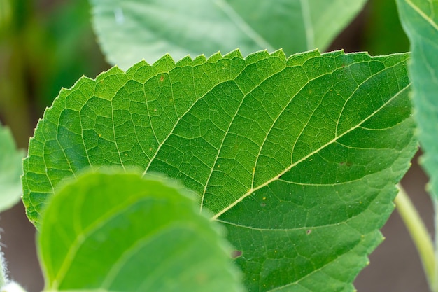 Une grande feuille de tournesol verte en gros plan à la lumière du jour et aux rayons du soleil couchant Culture du tournesol à l'échelle industrielle pour l'alimentation animale et la production d'huile végétale