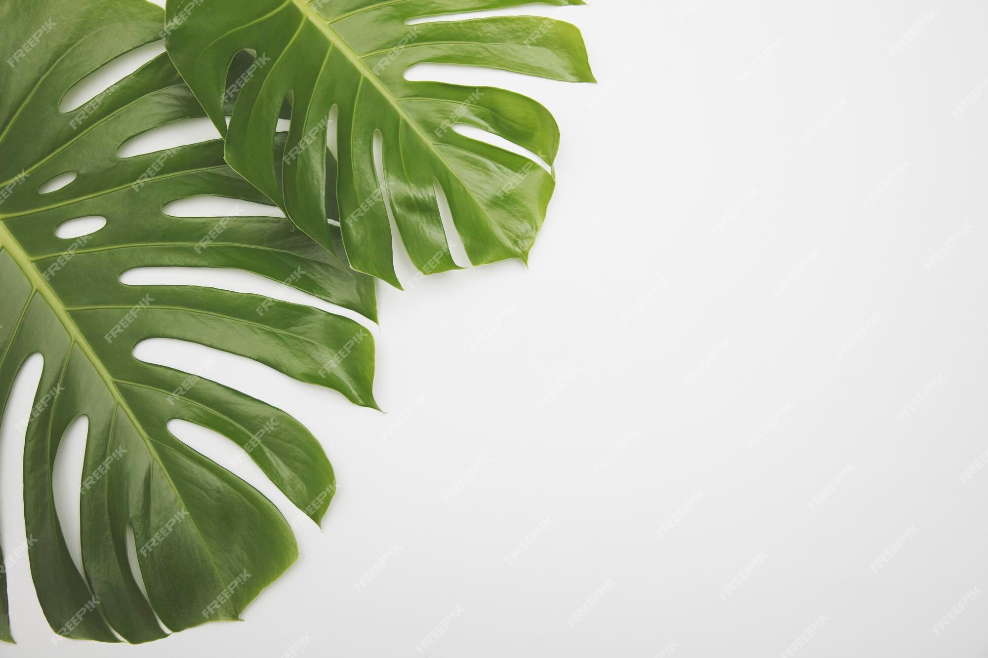 Grande Feuille Verte Tropicale Monstera