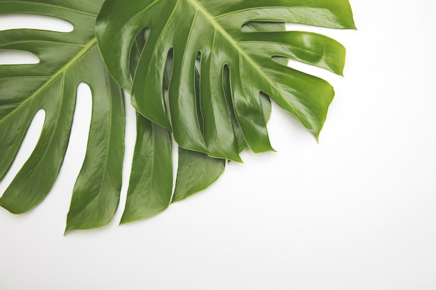 Grande feuille tropicale verte de la plante monstera