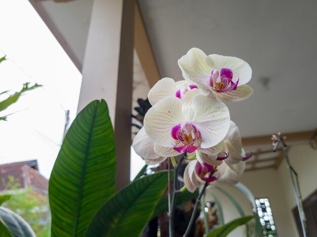 Photo une grande feuille verte avec des fleurs violettes et blanches dans un vase