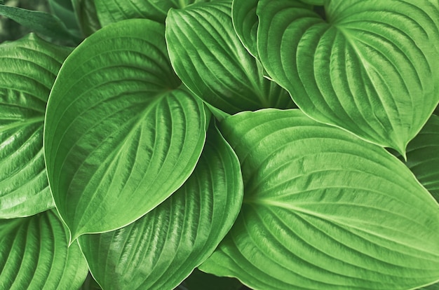 Grande feuille verte d'hosta en été