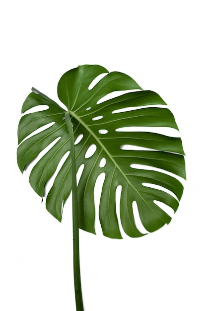 Grande feuille verte de la plante Monstera sur fond blanc