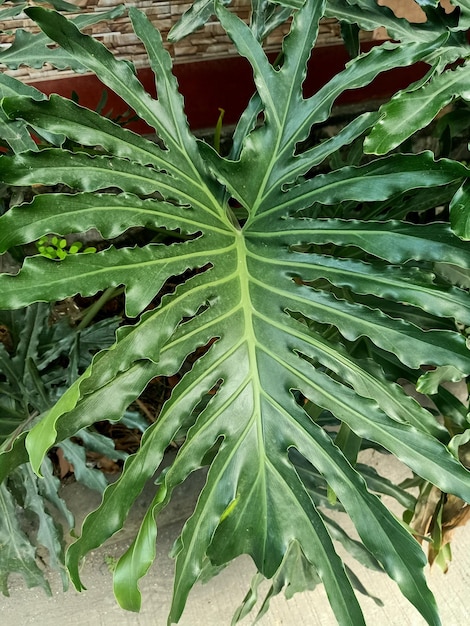 Une grande feuille verte d'une plante de philodendron à tête de cheval