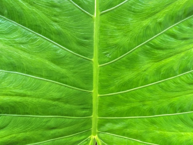 Grande feuille verte