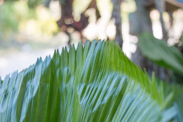 Grande feuille verte