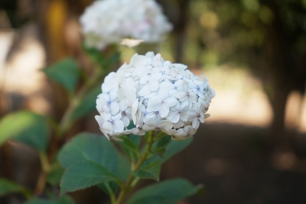 grande fleur blanche dans le jardin