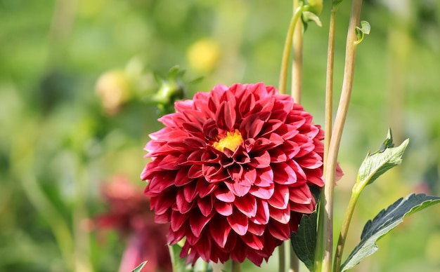 Grande fleur de dahlia Temps d'automne