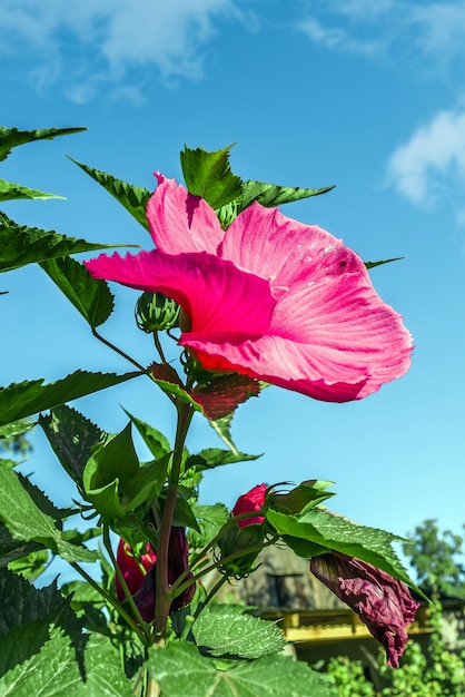 Grande fleur d'hibiscus rouge dans la nature