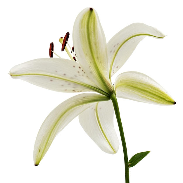 Grande fleur de lys bringé isolé sur fond blanc