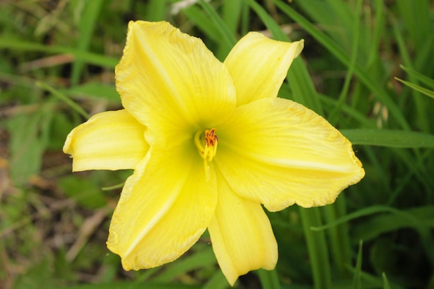 Grande fleur de lys harmonieusement pliée